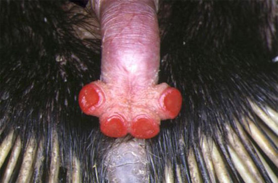 Picture 6 of The superhuman 'eyes' of animals