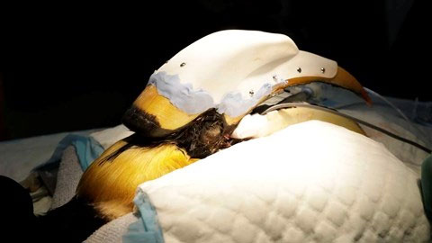 Picture 2 of The surgery replaced the mine to save the scarlet bird from cancer