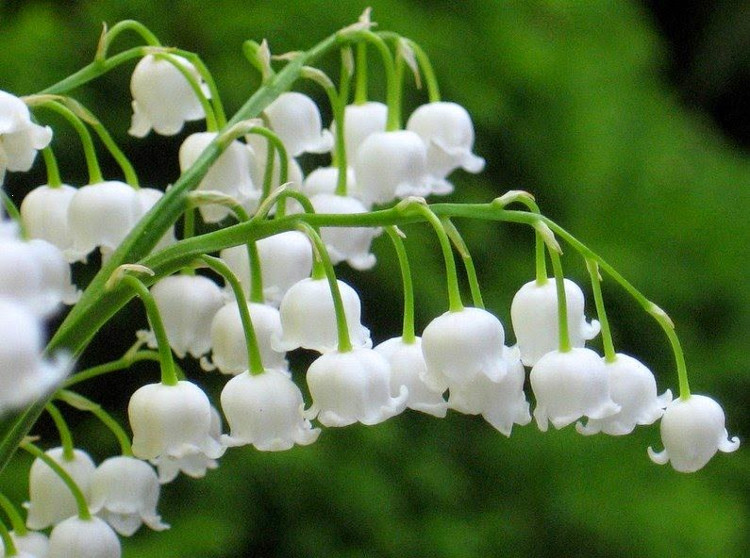 Picture 1 of The surprise about the world's most fragrant orchids