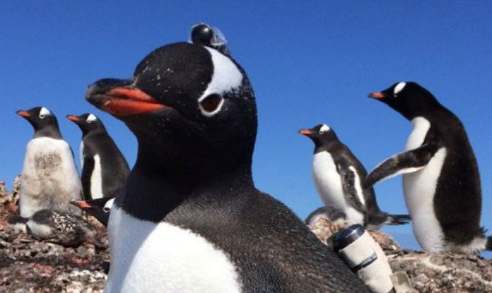 Picture 1 of The surprising truth about Gentoo penguins