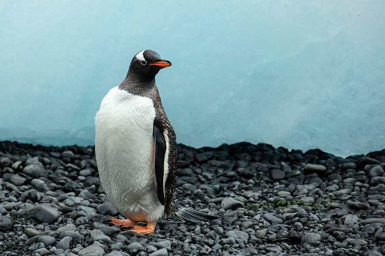 Picture 2 of The surprising truth about Gentoo penguins