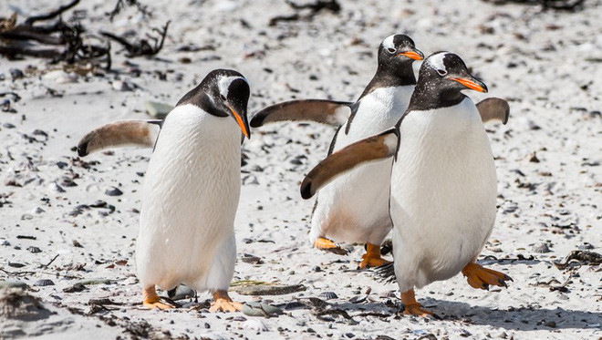 Picture 3 of The surprising truth about Gentoo penguins
