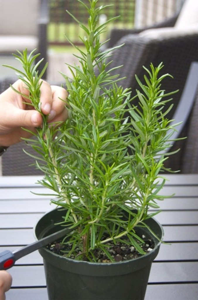 Picture 2 of The surprising truth about herbs