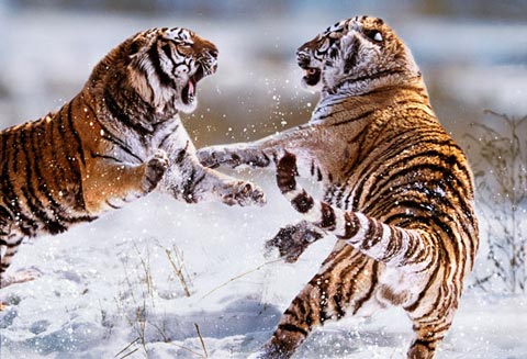 Picture 1 of The survival war of animals