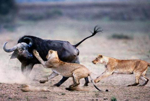 Picture 2 of The survival war of animals