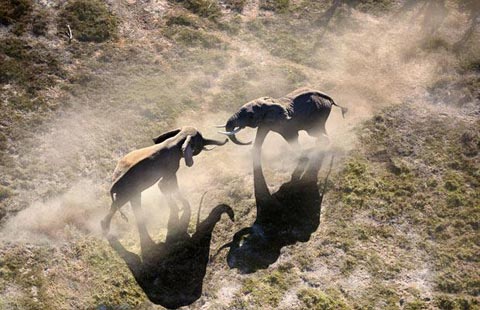 Picture 3 of The survival war of animals