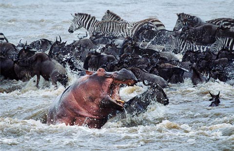 Picture 6 of The survival war of animals