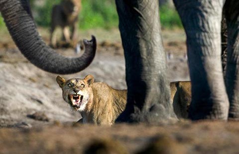 Picture 7 of The survival war of animals