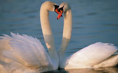 Picture 1 of The swans 'divorce' to find new partners