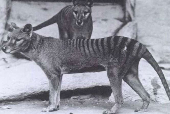 Picture 1 of The Tasmanian tiger is about to be