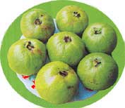 Picture 1 of The taste of guava from guava