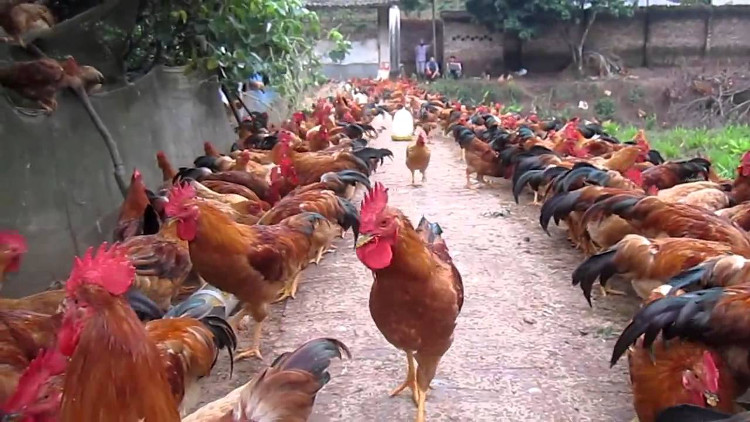 Picture 2 of The technique of raising chickens in our gardens is highly effective