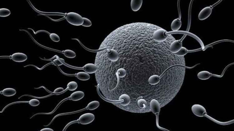 Picture 2 of The technology for producing sperm and artificial eggs is ripe