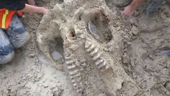 Picture 1 of The teenager accidentally picked up the extinct jaw bone 10,000 years