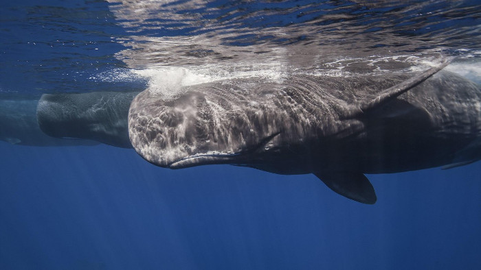 Picture 6 of The terrible bid for people if they go beyond the limits of the sea