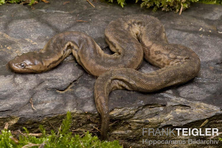 Picture 4 of The terrible prey killing skill of the