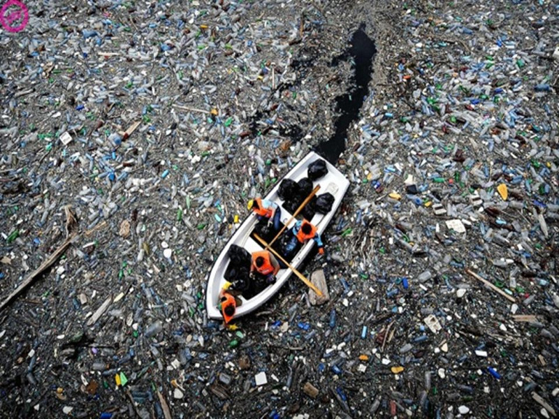 Picture 1 of The terrifying truth behind the death of seabirds