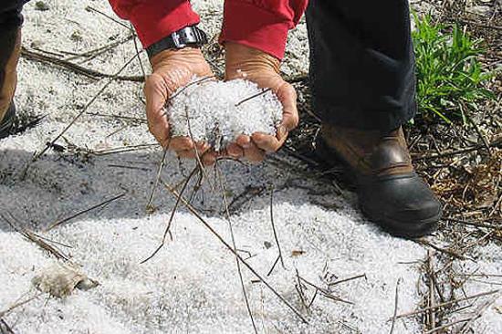 Picture 2 of The terrifying truth behind the death of seabirds