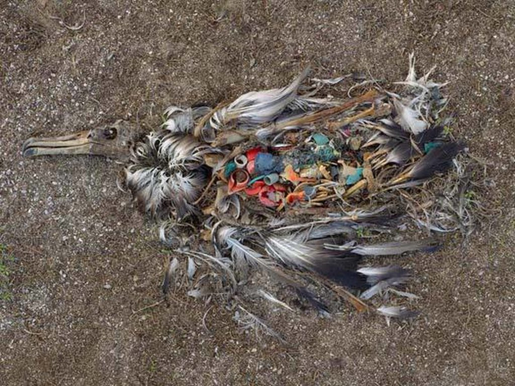 Picture 3 of The terrifying truth behind the death of seabirds