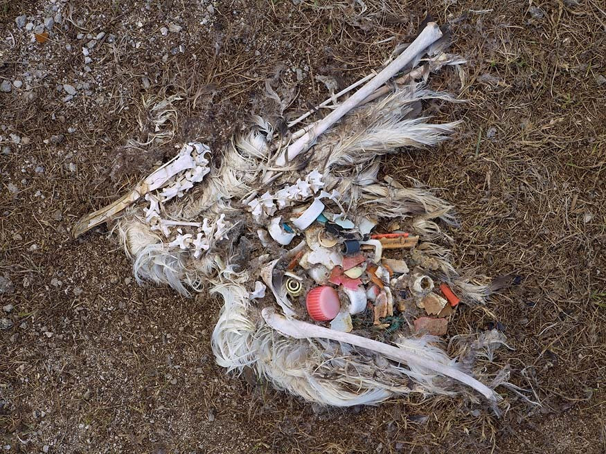 Picture 4 of The terrifying truth behind the death of seabirds