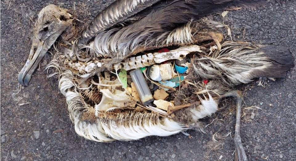 Picture 5 of The terrifying truth behind the death of seabirds