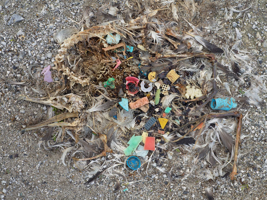 Picture 6 of The terrifying truth behind the death of seabirds