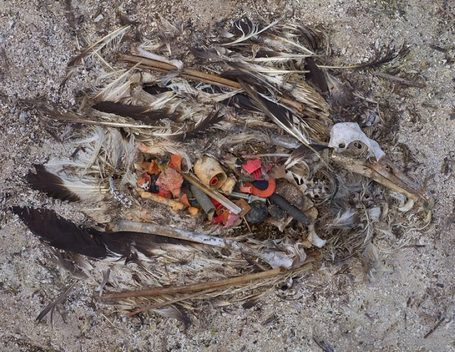 Picture 7 of The terrifying truth behind the death of seabirds