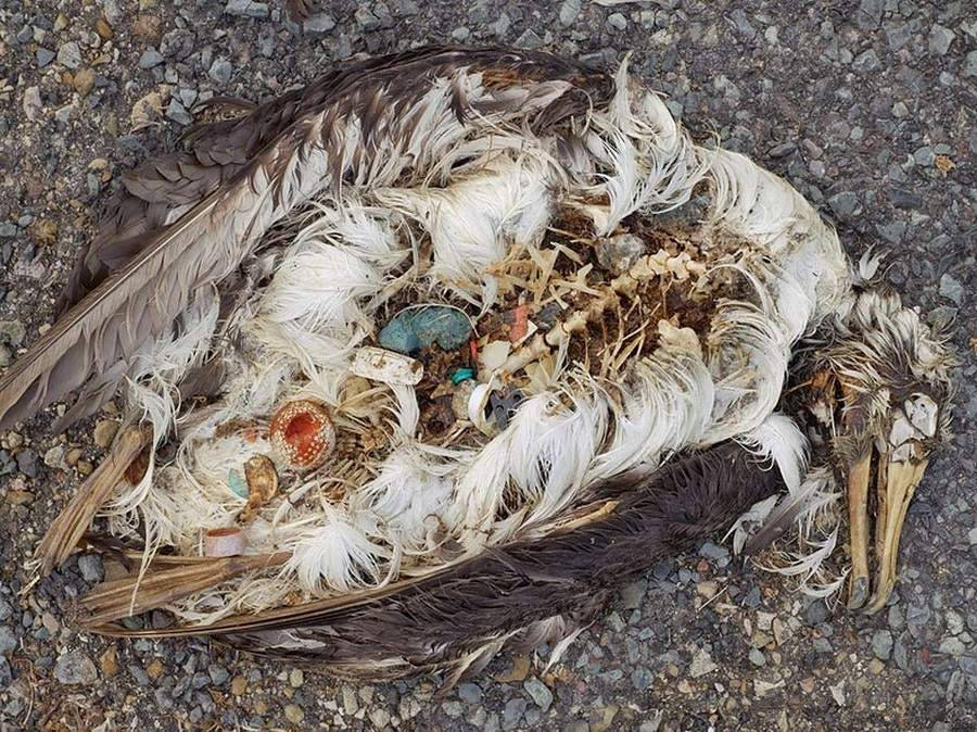Picture 8 of The terrifying truth behind the death of seabirds