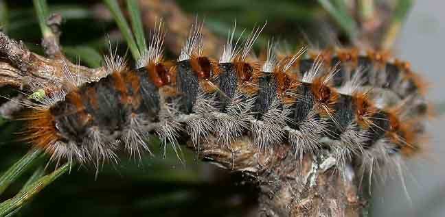 Picture 2 of The 'terrifyingly scary' behavior of insects