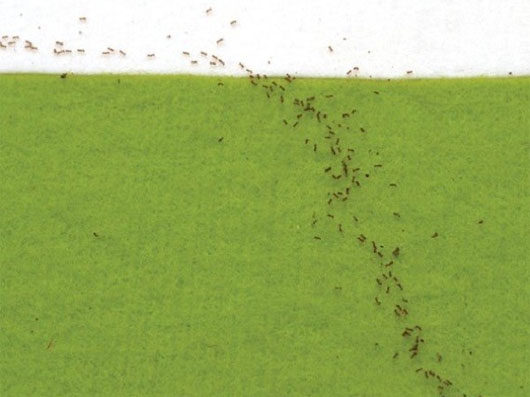 Picture 7 of The 'terrifyingly scary' behavior of insects