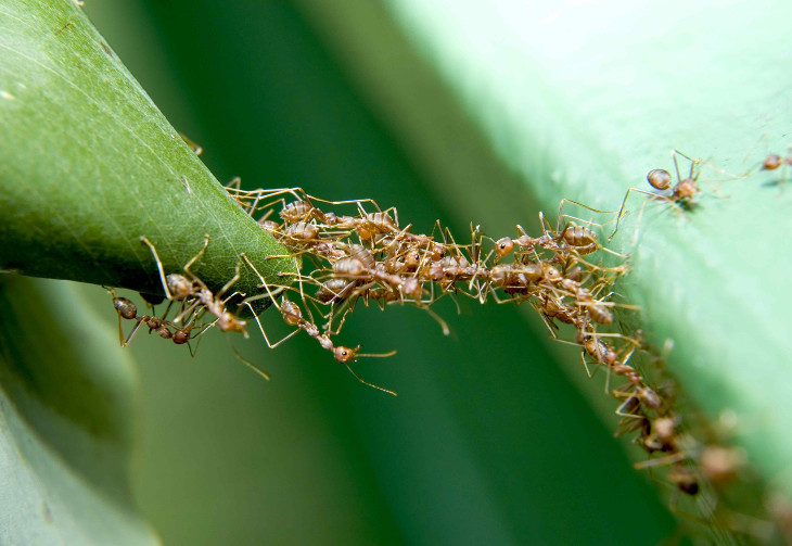 Picture 8 of The 'terrifyingly scary' behavior of insects