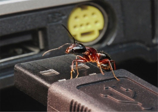 Picture 9 of The 'terrifyingly scary' behavior of insects