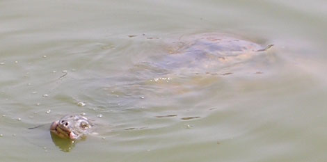 Picture 4 of The thrilling story of the giant turtle attacking the buffalo in the middle of the Red River