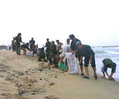 Picture 1 of The Thua Thien - Hue and Quang Tri seas are beginning to be affected