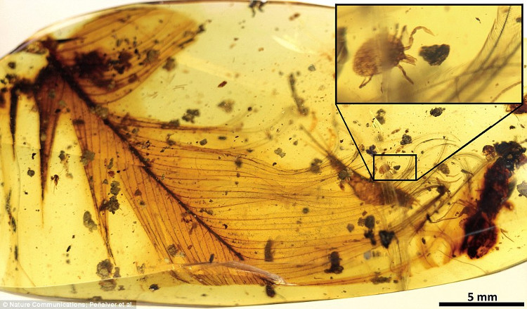 Picture 1 of The tick sucked the whole blood of dinosaurs 99 million years in amber grave