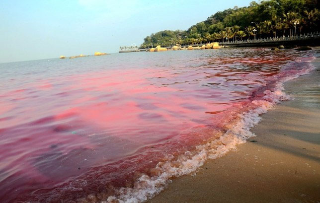 Picture 7 of The tide dyed red the Guangdong coast