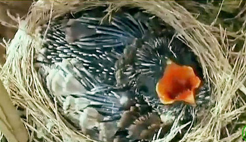 Picture 2 of The tiger bird - The silver mother and the killer child