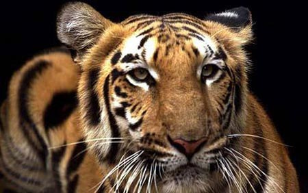 Picture 1 of The Tiger headed the list threatened by the year of the Tiger