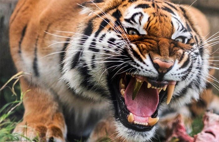 Picture 1 of The tiger is planted with fangs of gold