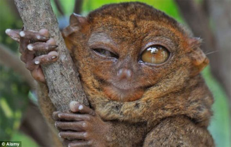 Picture 1 of The tiny monkey is just 10cm taller