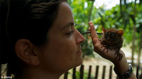 Picture 2 of The tiny monkey is just 10cm taller