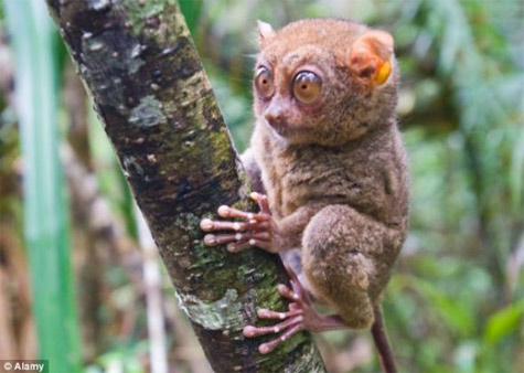 Picture 3 of The tiny monkey is just 10cm taller