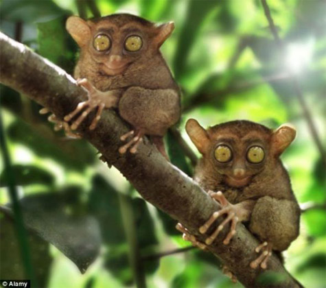 Picture 4 of The tiny monkey is just 10cm taller