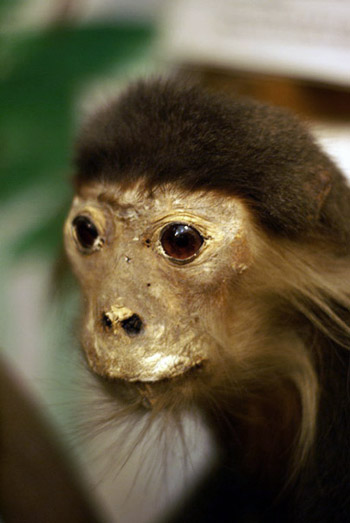 Picture 5 of The tragedy of Vietnamese primates