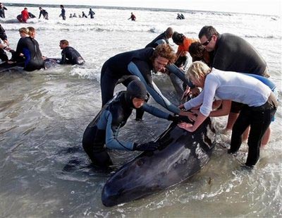 Picture 1 of The tragedy of whales in South Africa