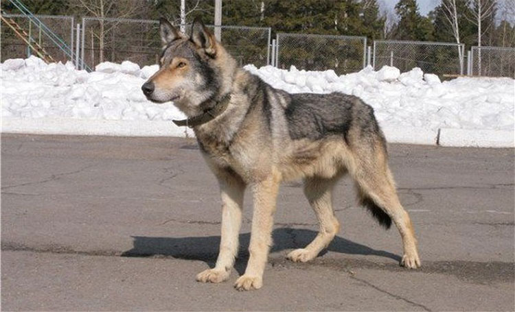 Picture 1 of The trait of wolf dogs is not suitable for pets