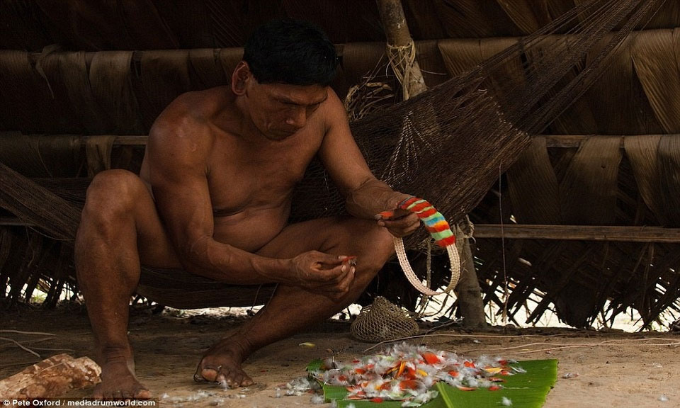 Picture 9 of The tribe is close to the monkey with six fingers, swinging the tree as well as Tarzan