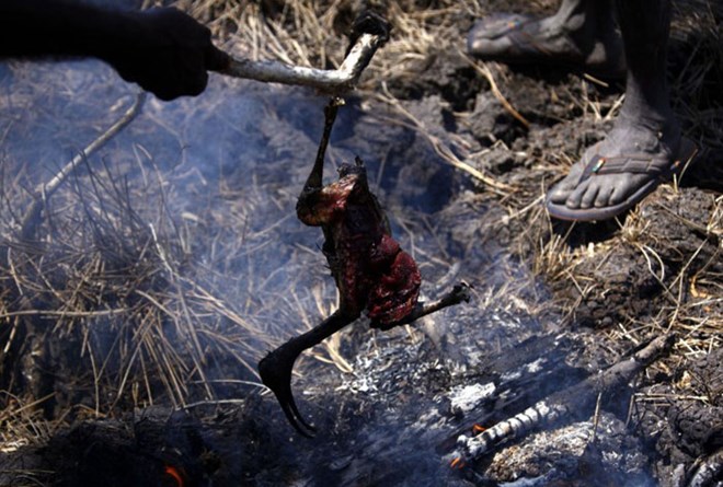 Picture 5 of The tribe of 60,000 years hunted crocodiles in the deep forest