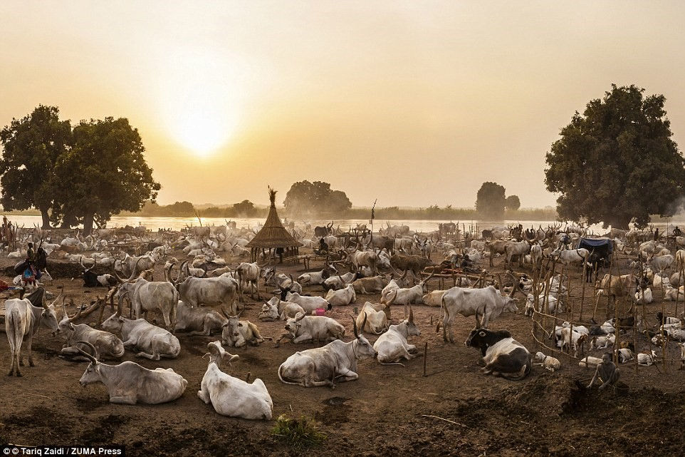 Picture 7 of The tribe washes their hair with cows' urine, uses manure to make medicine