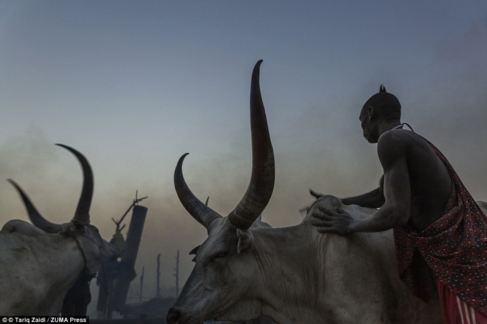 Picture 8 of The tribe washes their hair with cows' urine, uses manure to make medicine